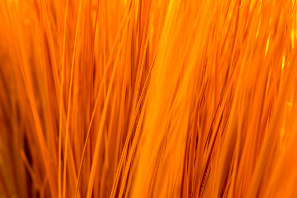 istock Close up texture of artificial grass with shallow depth of field , abstract background 950413410