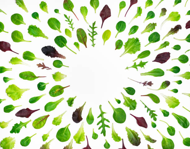 cadre de salade différente feuilles sur fond blanc - knolling concept photos et images de collection