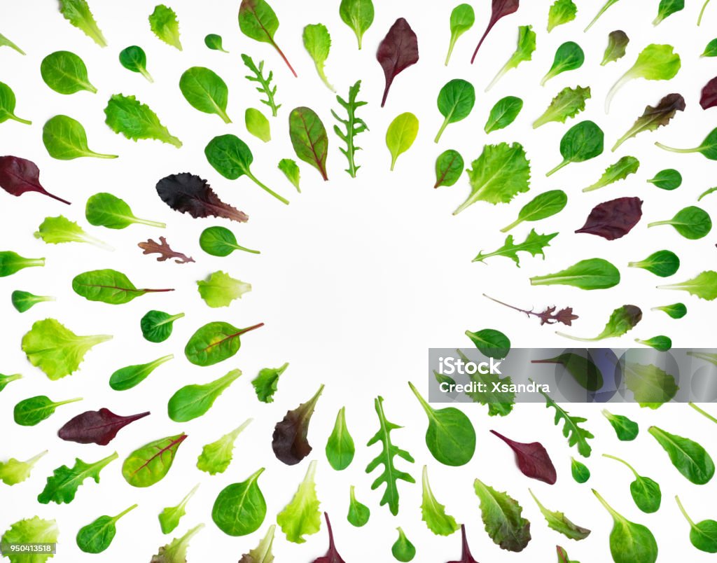 Frame of different salad leaves on white background Spring background with salad leaves White Background Stock Photo