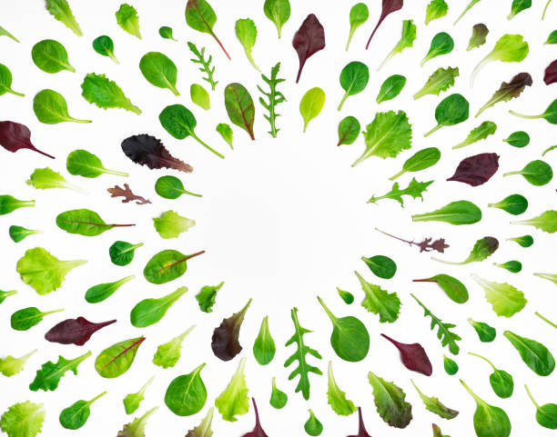 frame of different salad leaves on white background - salad ingredient imagens e fotografias de stock