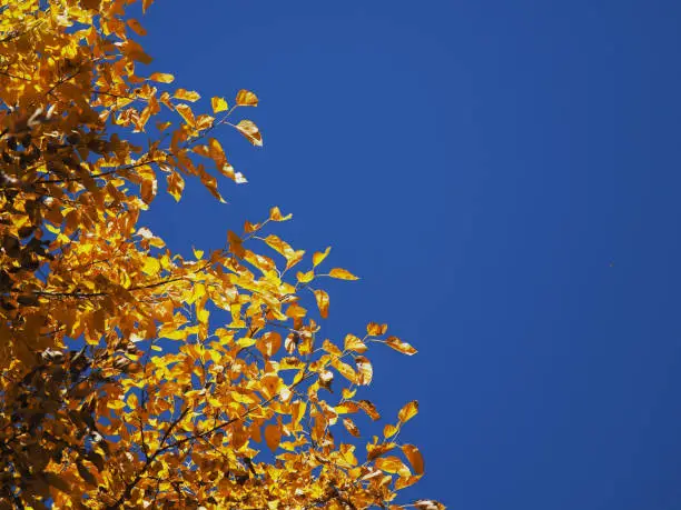 Yellow leaves with blue sky ,autumn seasoning at Pakistan