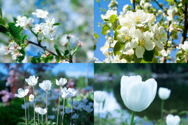 White tulips in the park under the rays of the evening sun. The lower point of shooting, the original angle.