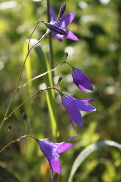 istock Purple bluebell on a green leafs background, vertical view. 950416554