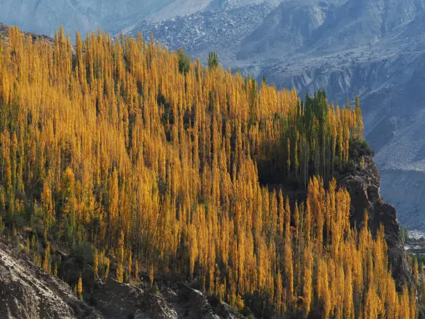 The autumn seasoning at the north of Pakistan. The almost tree turn their leave to yellow, orange and red
