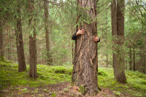 um menino abraçando uma árvore na floresta - abraçar árvore - fotografias e filmes do acervo