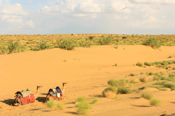 deux chameaux au repos dans le désert du rajasthan, inde - india rajasthan thar desert travel photos et images de collection