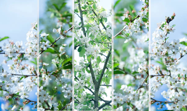 istock Collage of beautiful apple tree white flowers . 950419506