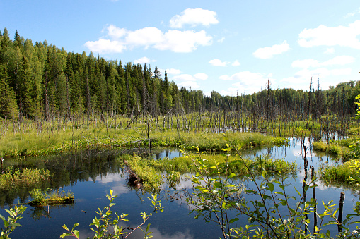 Russia. Karelia. Bog with blue water and forest on blue sky background. Horizontal view