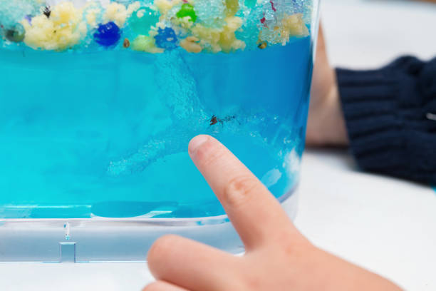 istock kid looking at a transparent container with ant working in a tunnel 950420428