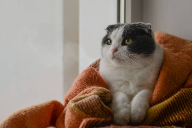 istock Cat wrapped up warm checkered plaid sitting on a window sill 950420758