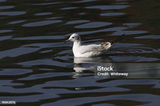 Immature ユリカモメ Larus Ridibundus に濃いブルーの水 - イギリスのストックフォトや画像を多数ご用意 - イギリス, インク, カモメ科