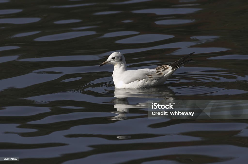 Imaturo Guincho-Comum Larus ridibundus em meio água azul - Foto de stock de Animal royalty-free