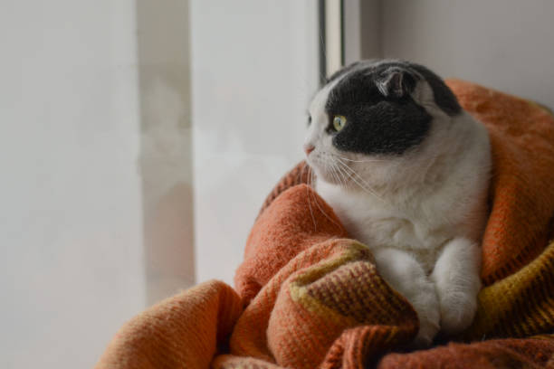 istock Cat wrapped up warm checkered plaid sitting on a window sill 950420860