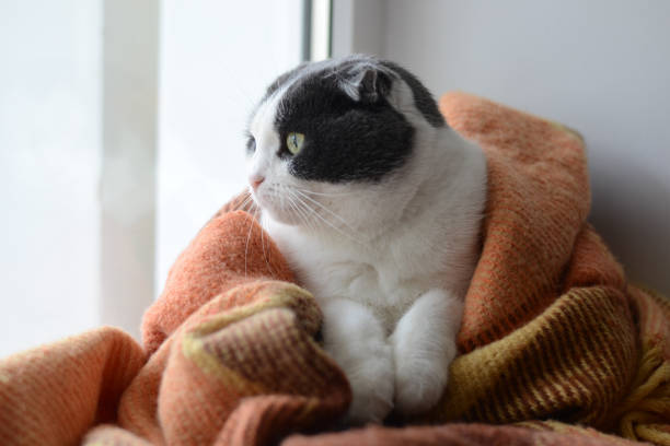 istock Cat wrapped up warm checkered plaid sitting on a window sill 950420898