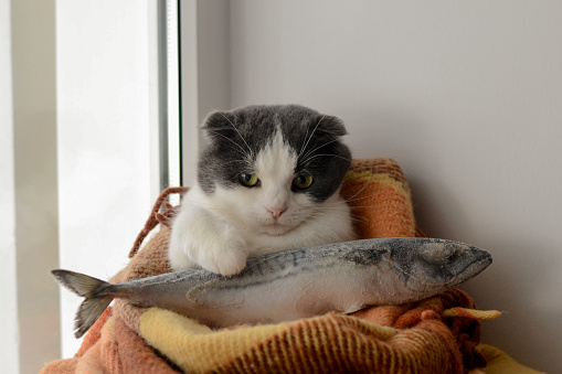 Cat wrapped in a blanket keeps big frozen fish