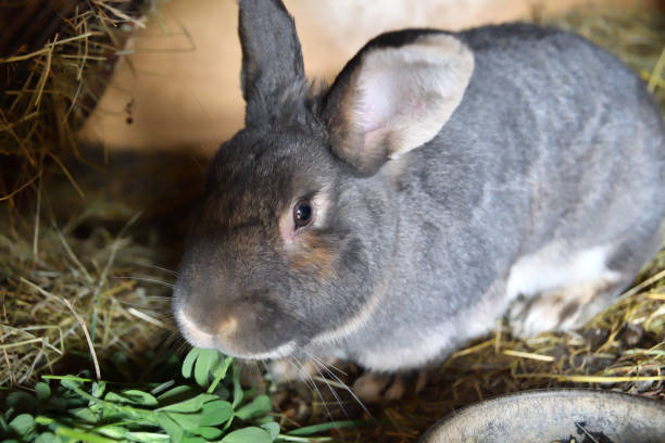 istock rabbit mutter and little cutie watching around his hay nest close up portrait 950421426