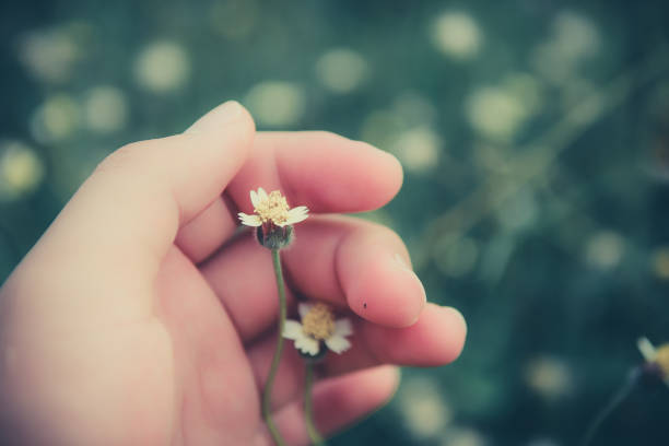 istock Man hand with flower on sunlight nature background. 950421672