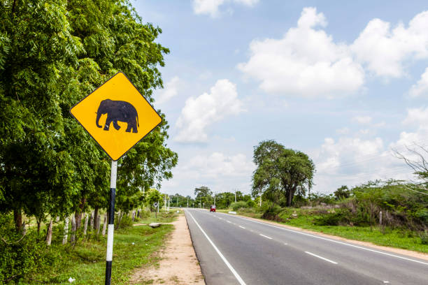 istock Yellow elephant warning sign along a road in Asia 950421686