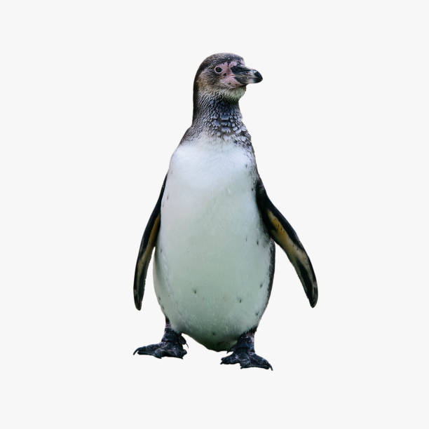 istock Polar Antarctic penguin stands isolated on white background. 950421812