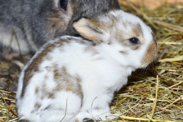 istock rabbit mutter and little cutie watching around his hay nest close up portrait 950421904