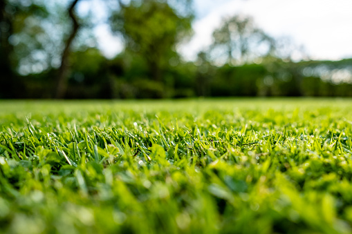 Ground level view of a recently cut and well maintained ornamental grass seen just after a summer rain shower.