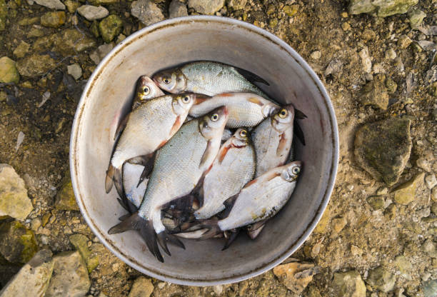 istock Catch of breams in aluminium bowl 950425412