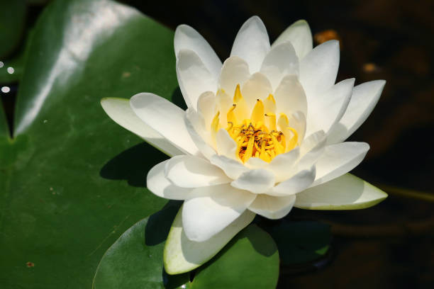 istock Close up white lotus flower 950428374