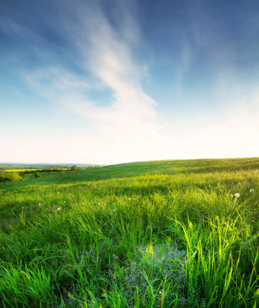 Foto de Campo Na Hora Do Dia Bela Paisagem Natural No Tempo De Verão e mais  fotos de stock de Flor - iStock