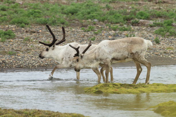 istock Reindeer, Caribou, Iceland 950429342