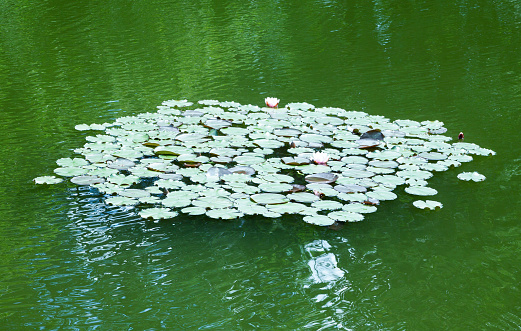 Many pink waterlilies on water.