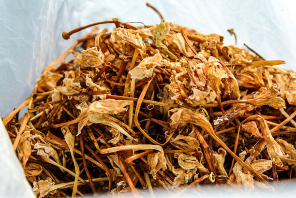 istock Dried flower of Cork tree 950432872