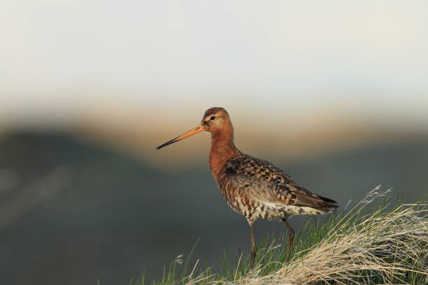 istock Black-tailed godwit, Limosa limosa Iceland 950433130