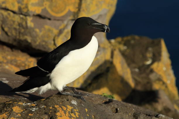istock razorbill (Alca torda) Iceland Latrabjarg 950433134