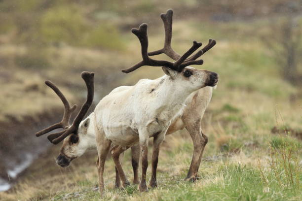 istock Reindeer, Caribou, Iceland 950433136