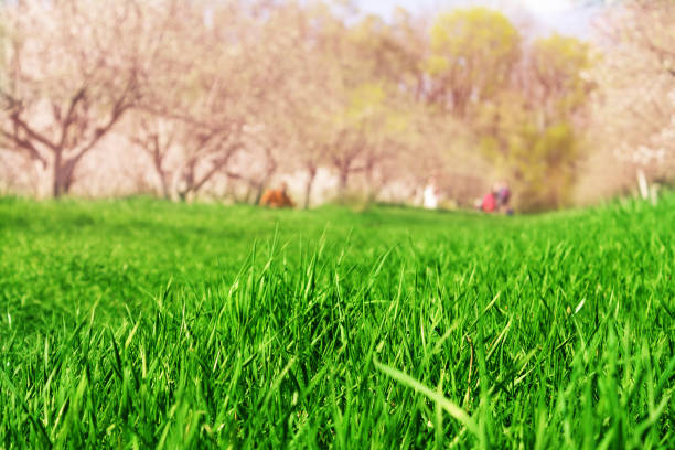 istock Close up green grass field with blur blooming garden 950433300
