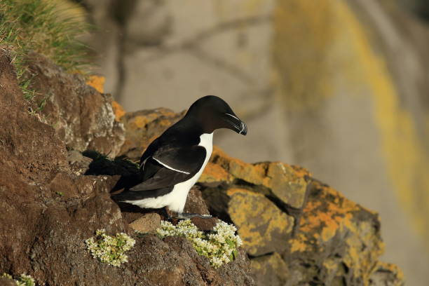 istock razorbill (Alca torda) Iceland Latrabjarg 950433344