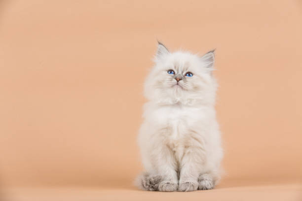 istock Portrait of Siberian kitten 950433402