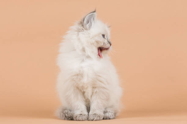 istock Portrait of Siberian kitten 950433428