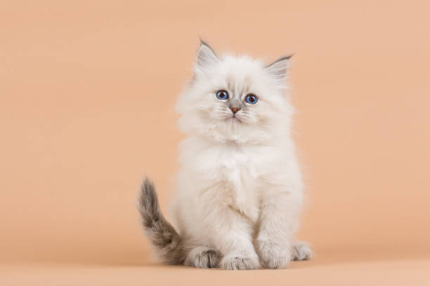 istock Portrait of Siberian kitten 950433444