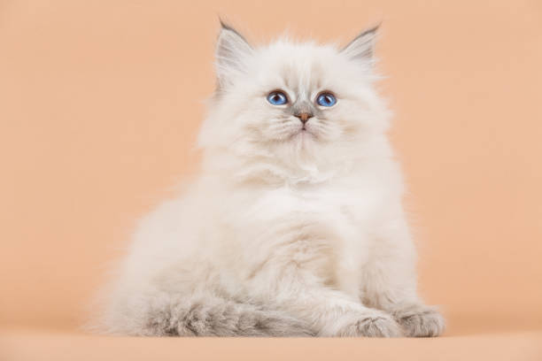 istock Portrait of Siberian kitten 950433490