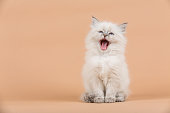 Portrait of Siberian kitten
