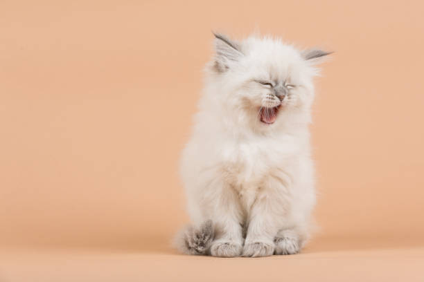 istock Portrait of Siberian kitten 950433552