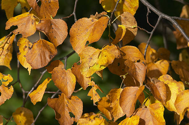istock Autumn leaves in toasted yellow close up 95043594