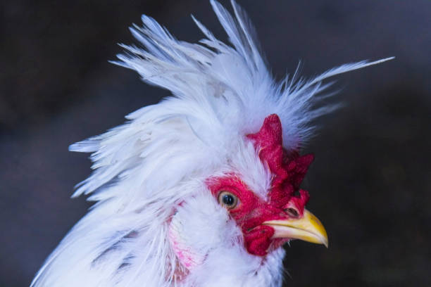 istock Head of a cock with a red comb and a long yellow beak 950437548