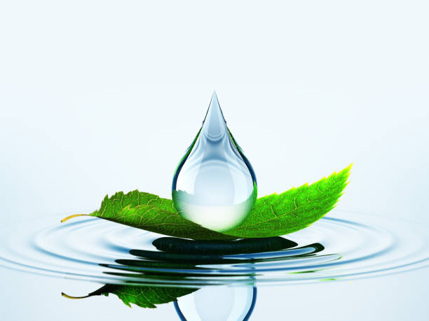 лист с каплей на воде - leaf water drop environment стоковые фото и изображения