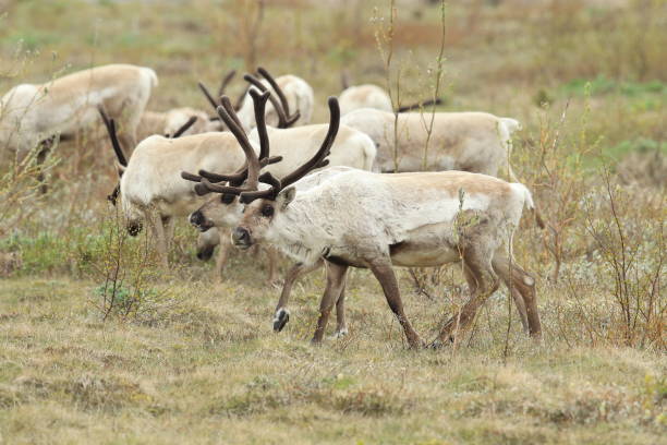 istock Reindeer, Caribou, Iceland 950438142