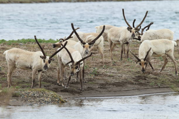 istock Reindeer, Caribou, Iceland 950438144