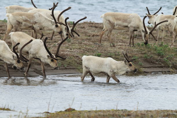 istock Reindeer, Caribou, Iceland 950438374