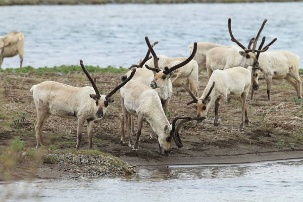 istock Reindeer, Caribou, Iceland 950438400