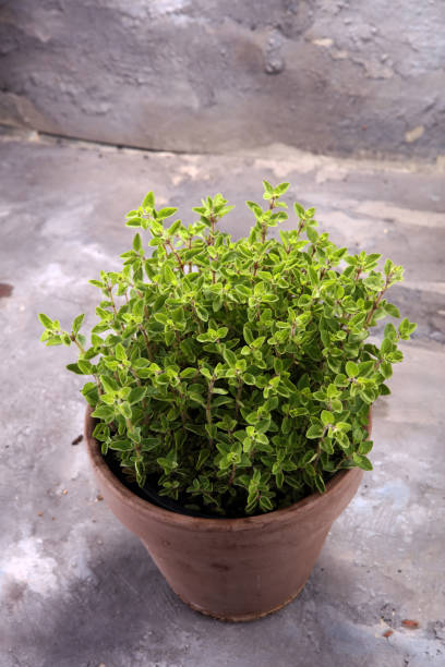 istock Homegrown and aromatic herb oregano in old clay pot. 950438446